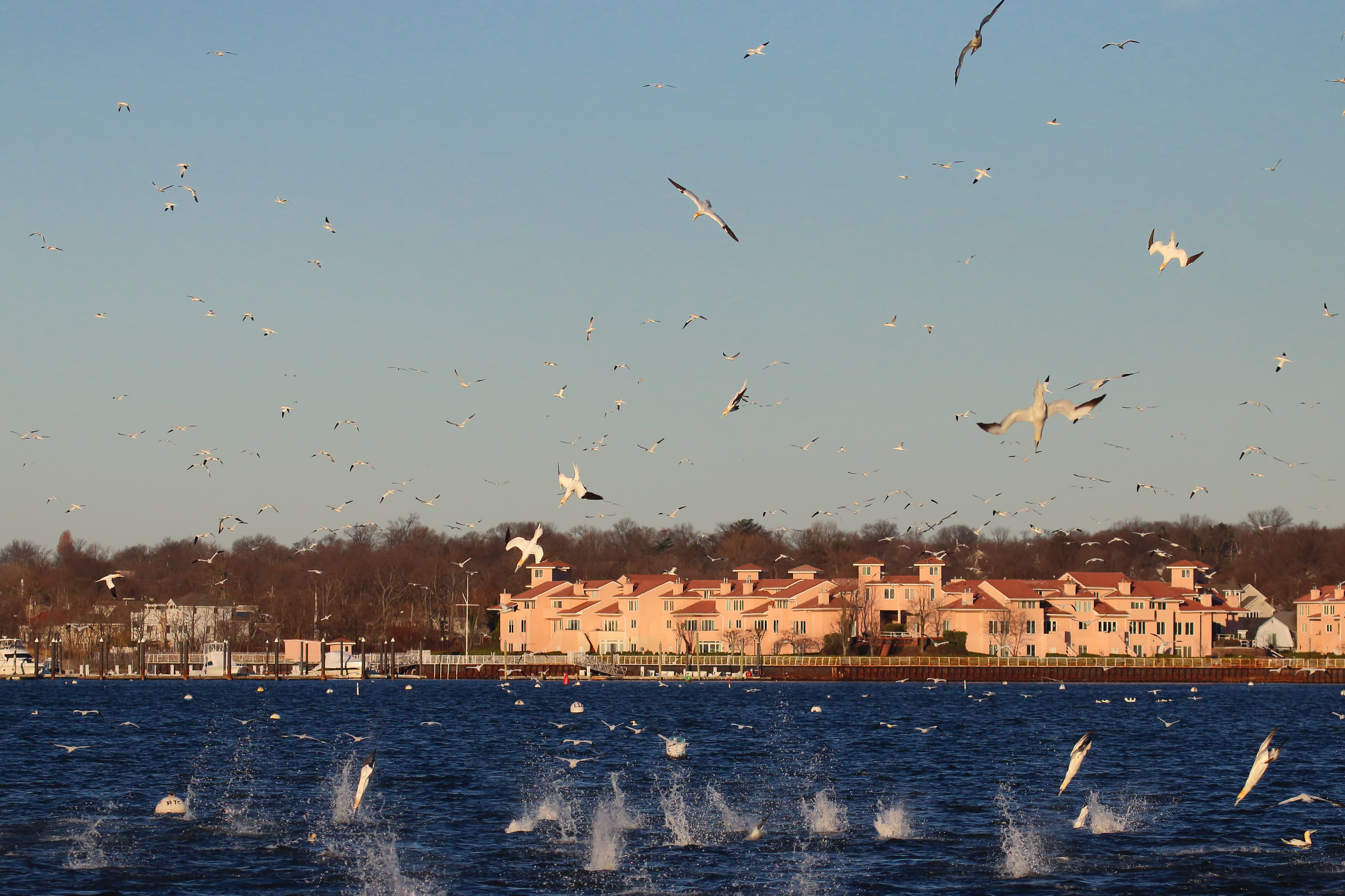 Fall through early spring, Gannets occasionally show up to dive for fish in great numbers in Great Kills Harbor. Photo: Lawrence Pugliares 