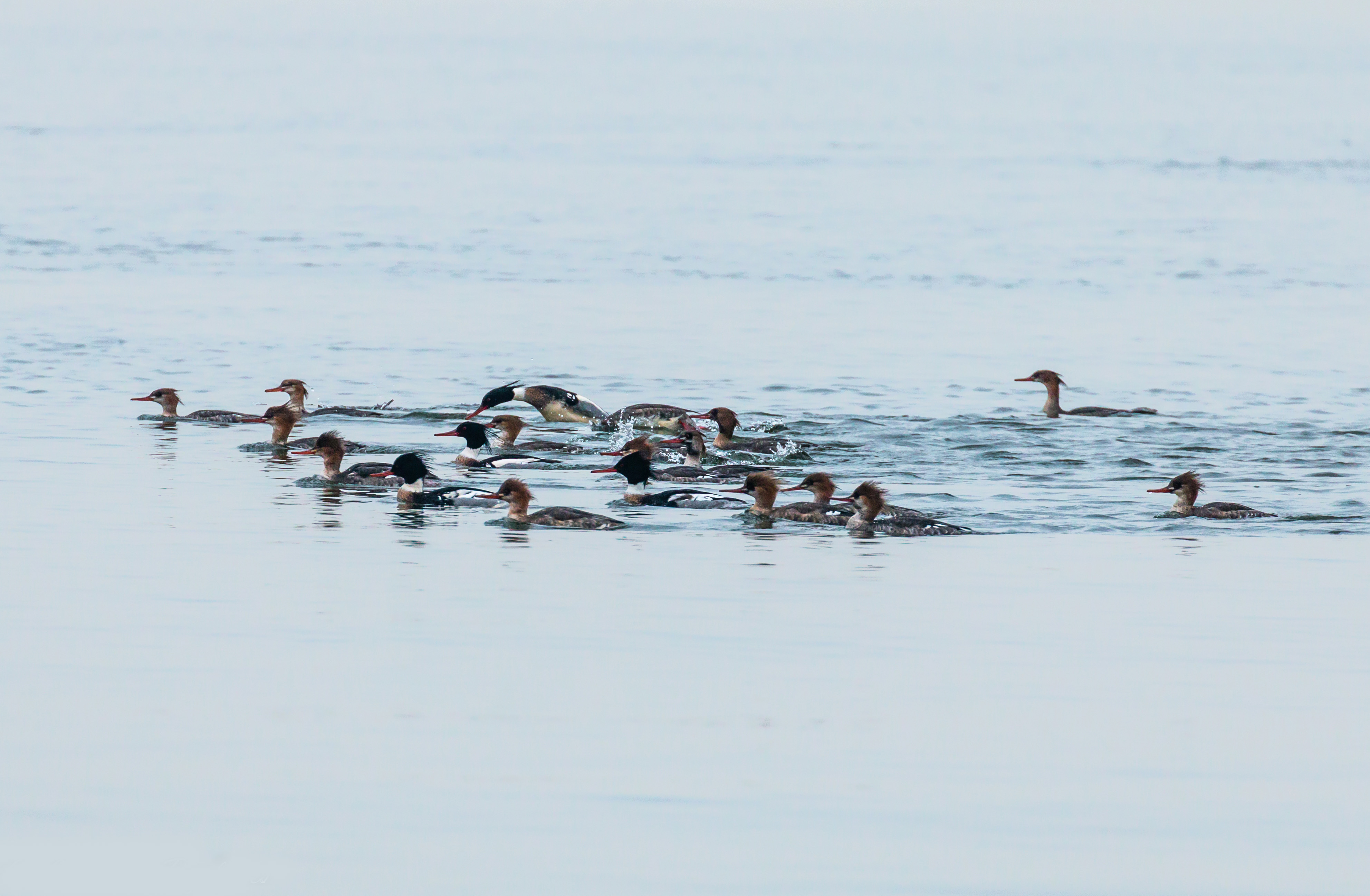 A flock of Red-breasted Mergansers fish together off the beach of Mount Loretto Unique Area. Photo: Lawrence Pugliares