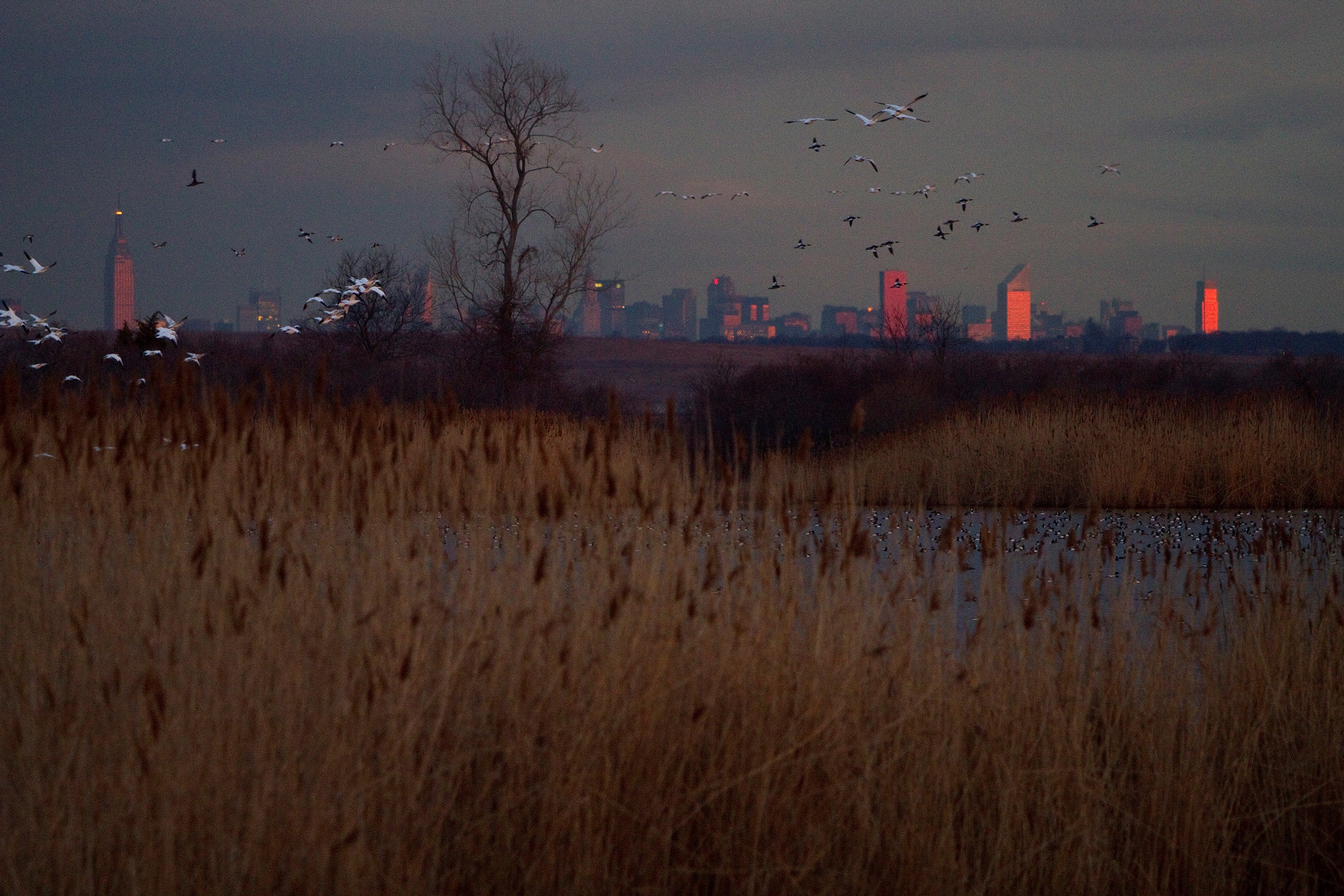 Snow Geese over the Jamaica Bay Wildlife Refuge at sunrise. Photo: François Portmann