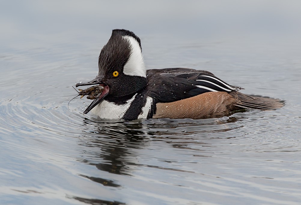Hooded Mergansers find sustenance in Long Pond Park over the winter. Photo: David Speiser