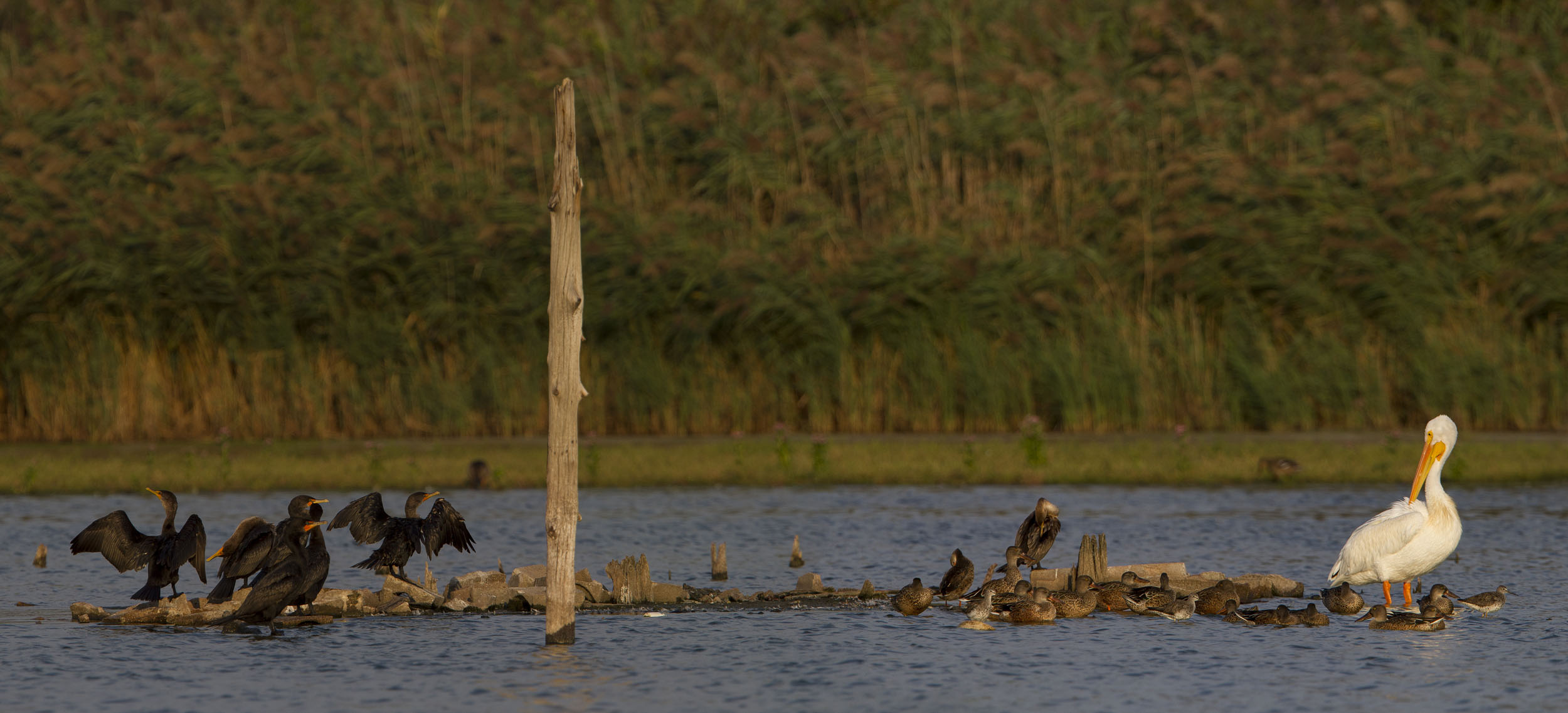 Every once in a while, a White Pelican joins in the fray (which here includes Double-crested Cormorants, Northern Shovelers, and Greater Yellowlegs) at the East Pond. Photo: François Portmann
