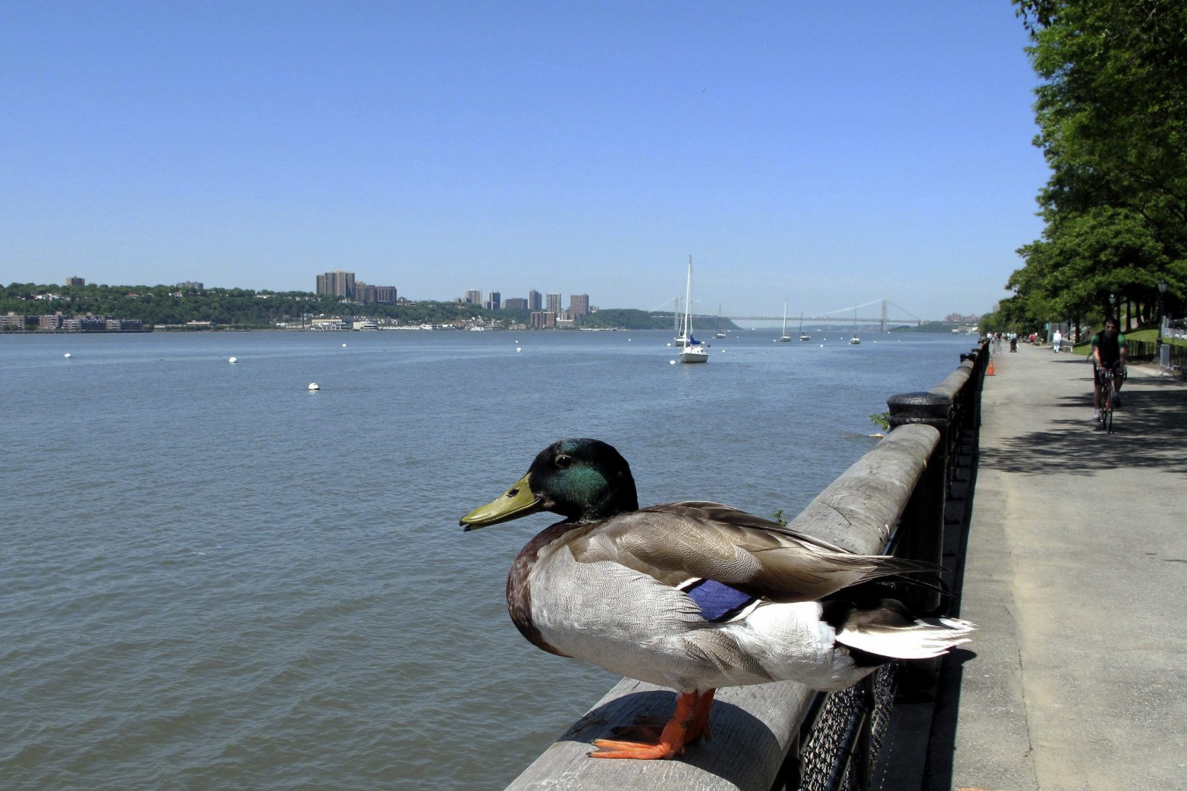 A male Mallard rests in Riverside Park, which is known for migrating songbirds as well as waterbirds. Photo: <a href=\"https://www.flickr.com/photos/edcnyc/\" target=\"_blank\">Eddie Crimmins</a>