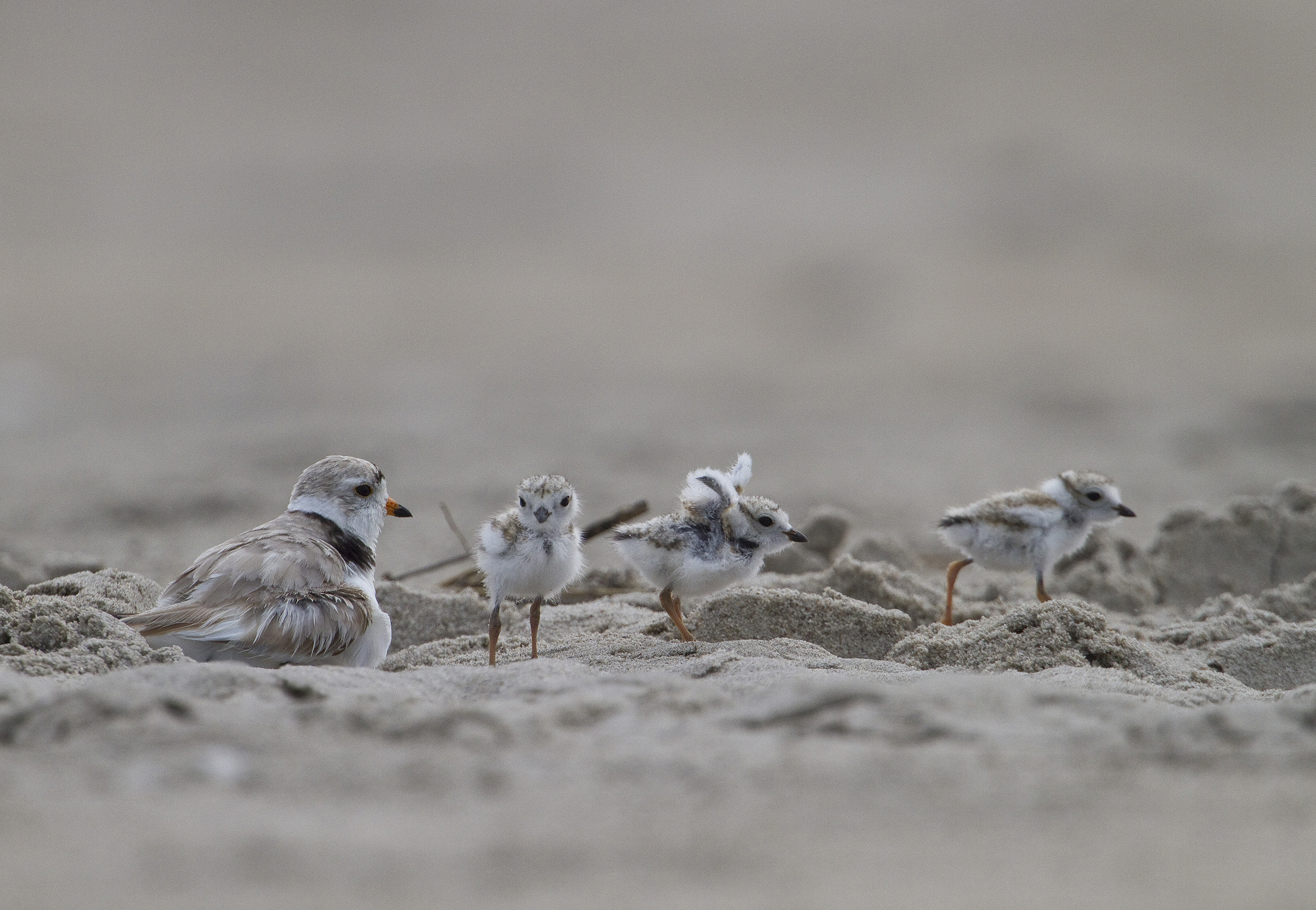 Endangered Piping Plovers nest at Breezy Point Tip. Photo: François Portmann
