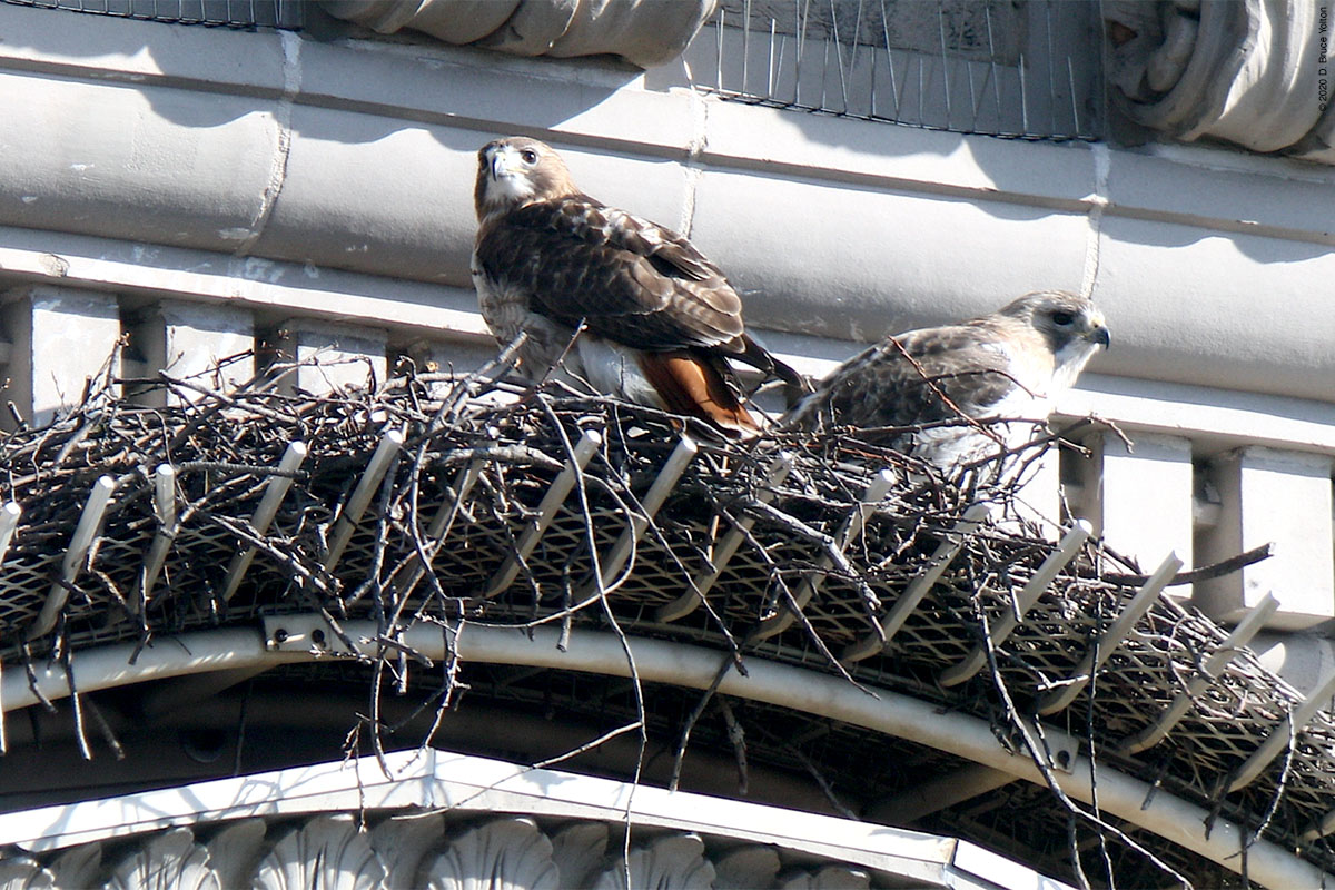 Octavia and Pale Male (or a similarly plumaged red-tail, perhaps), March 2020. Photo: <a href=\"https://www.urbanhawks.com/\" target=\"_blank\">D. Bruce Yolton</a>