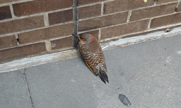 Injured Northern Flicker. Photo: Christina G, NYC Bird Alliance Injured Bird Transporter