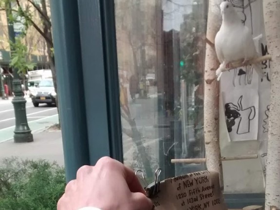 Injured bird secured in paper bag is brought to the Wild Bird Fund. Photo: Calista McRae