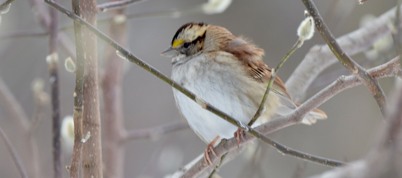This White-throated Sparrow was one of 828 recorded at the Central Park Audubon Christmas Bird Count. Photo: NYC Bird Alliance