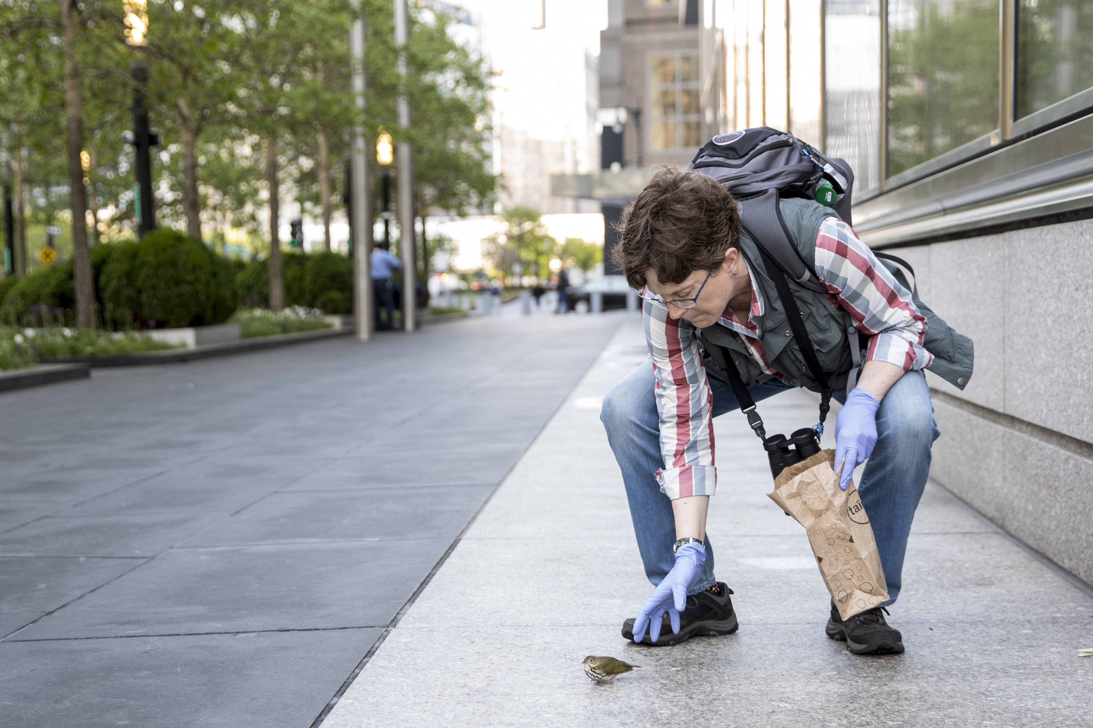 Project Safe Flight volunteer Cynthia Guile rescues a stunned Ovenbird in Manhattan. Photo: Sophie Butcher