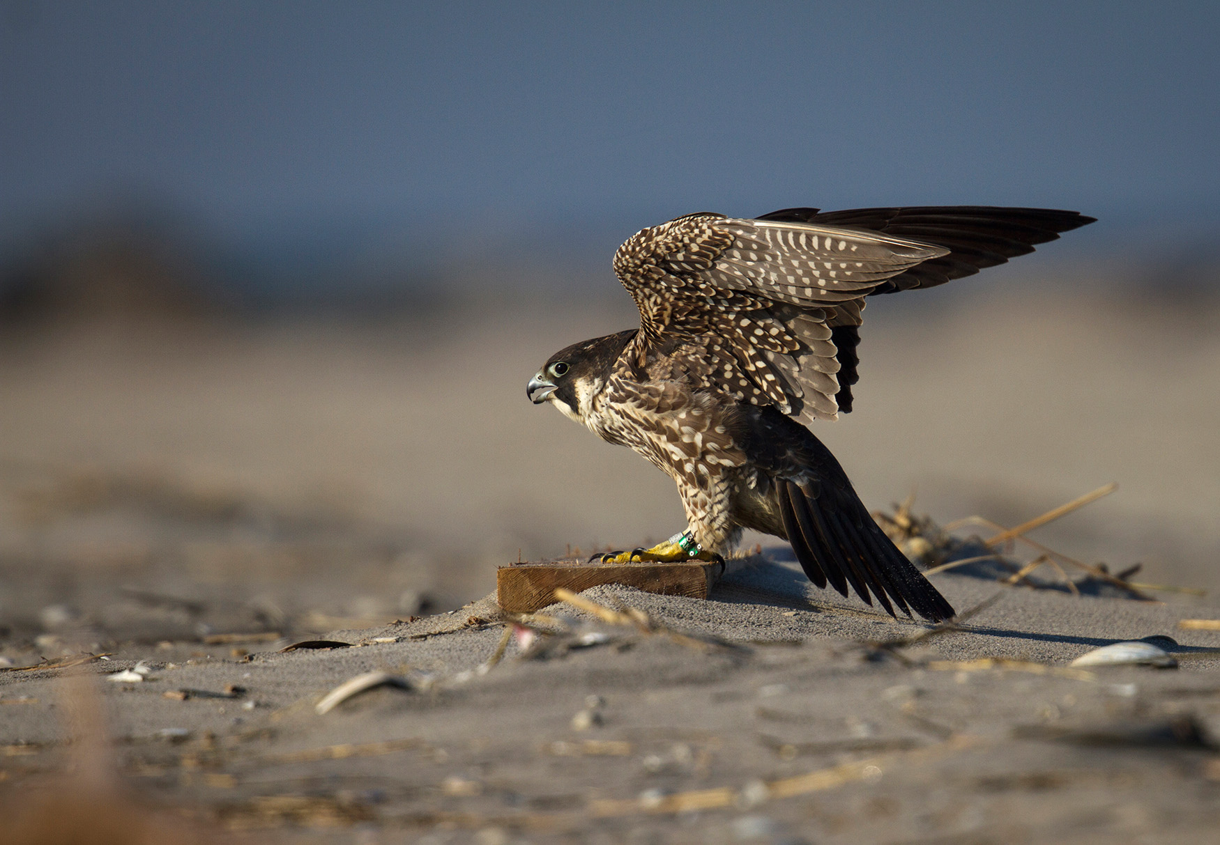 Peregrine Falcons often stop by to hunt in Big Egg. Photo: François Portmann