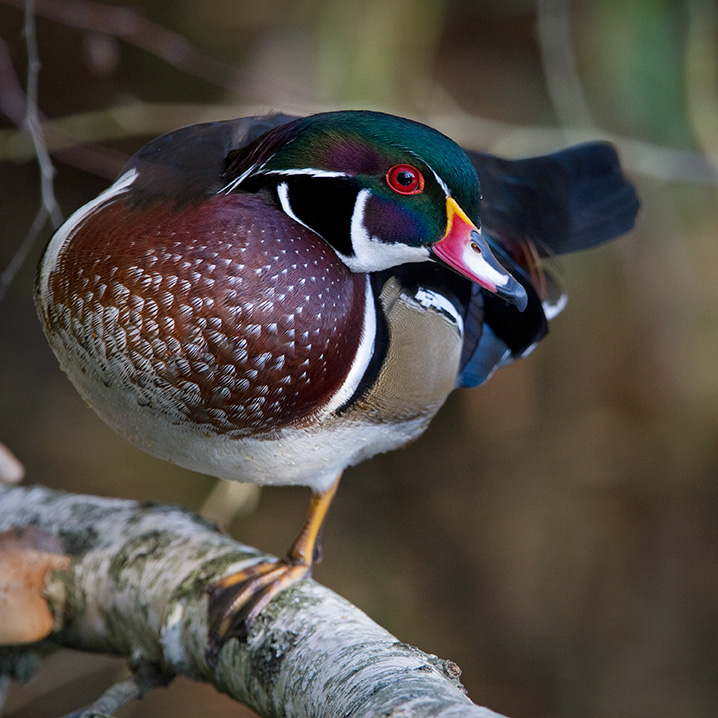 Wood Ducks nest in Kissena Park. Photo: François Portmann