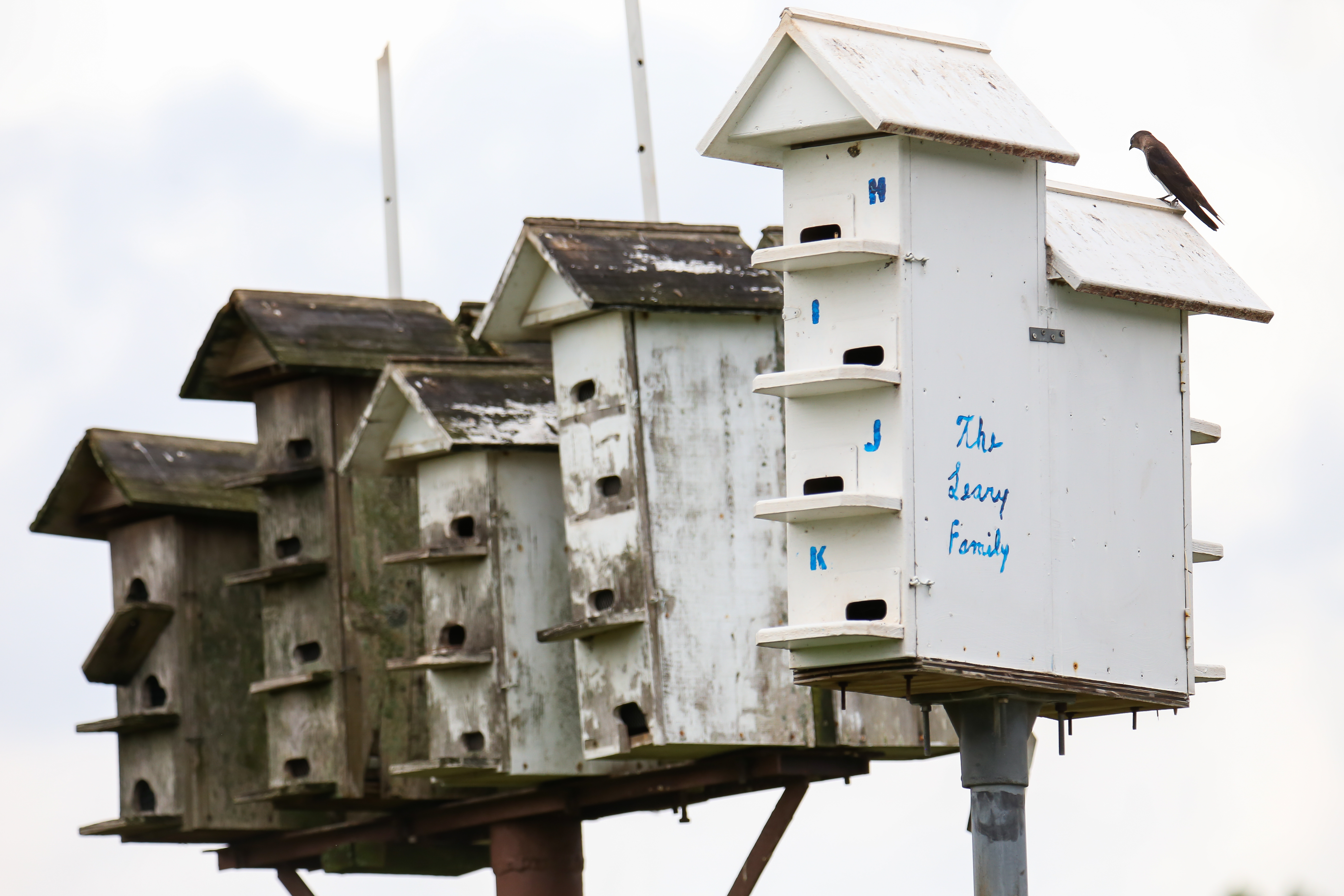 A varied assortment of dwellings house the Purple Martins of Lemon Creek Park. Photo: <a href=\"https://www.flickr.com/photos/92057307@N05/\" target=\"_blank\" >Keith Michael</a>