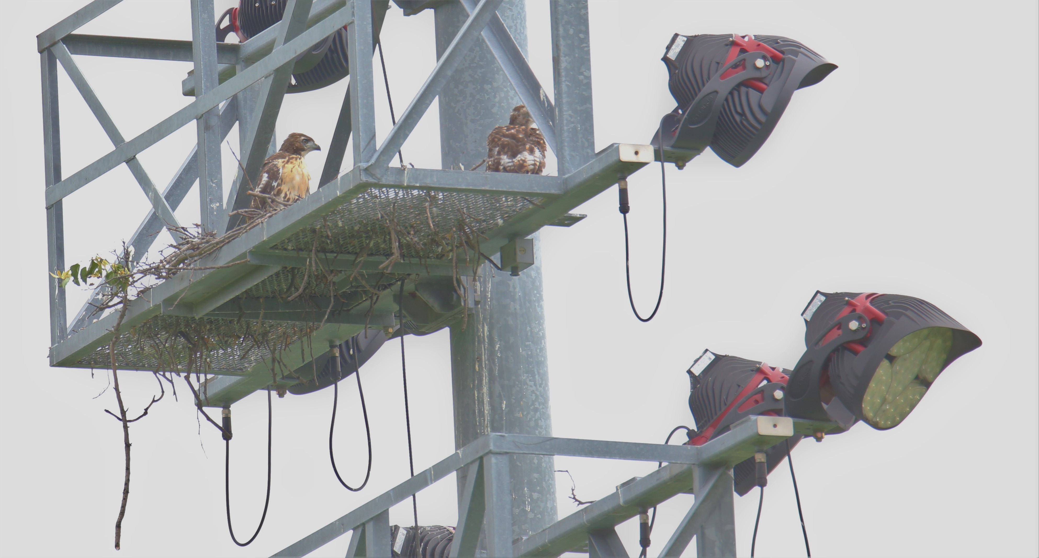 Red-tailed Hawks nest in the lights of the Icahn Stadium. Photo: Keith Michael