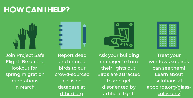 Four ways you can help prevent bird collisions. Chart: NYC Bird Alliance