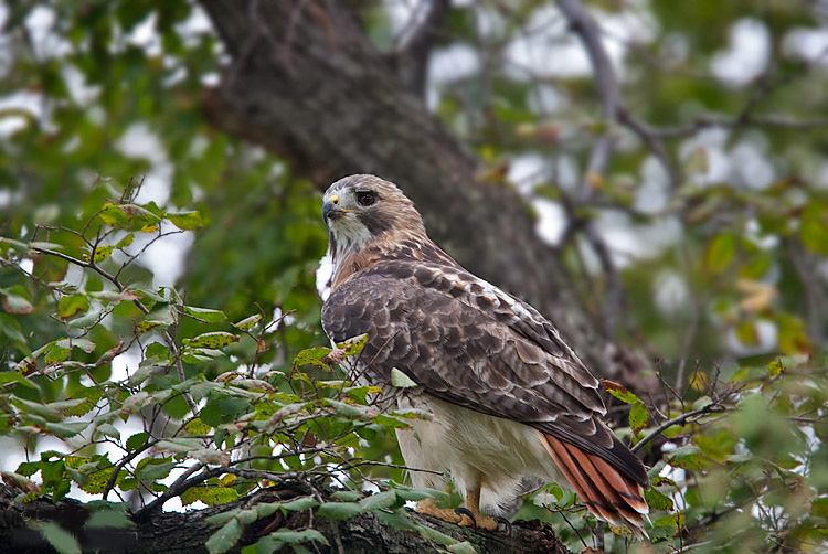 Pale Male surveys his territory in Central Park. Photo: <a href=\"https://www.lilibirds.com/\" target=\"_blank\">David Speiser</a>