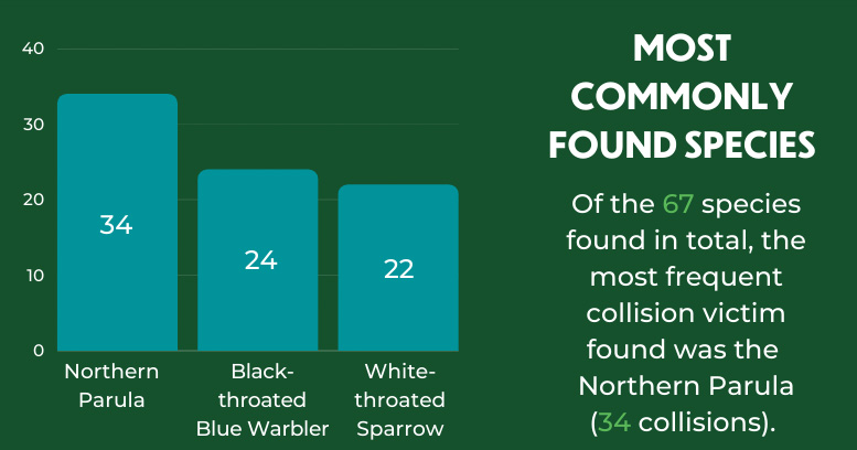 Most common collision victims found by PSF volunteers in fall 2020. Chart: NYC Bird Alliance