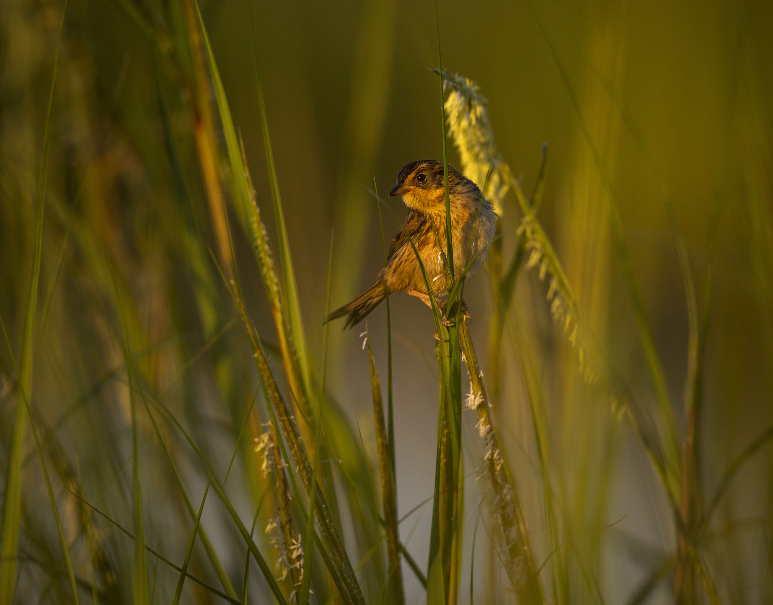 Idlewild is a good spot to look for Saltmarsh Sparrow. Photo: François Portmann