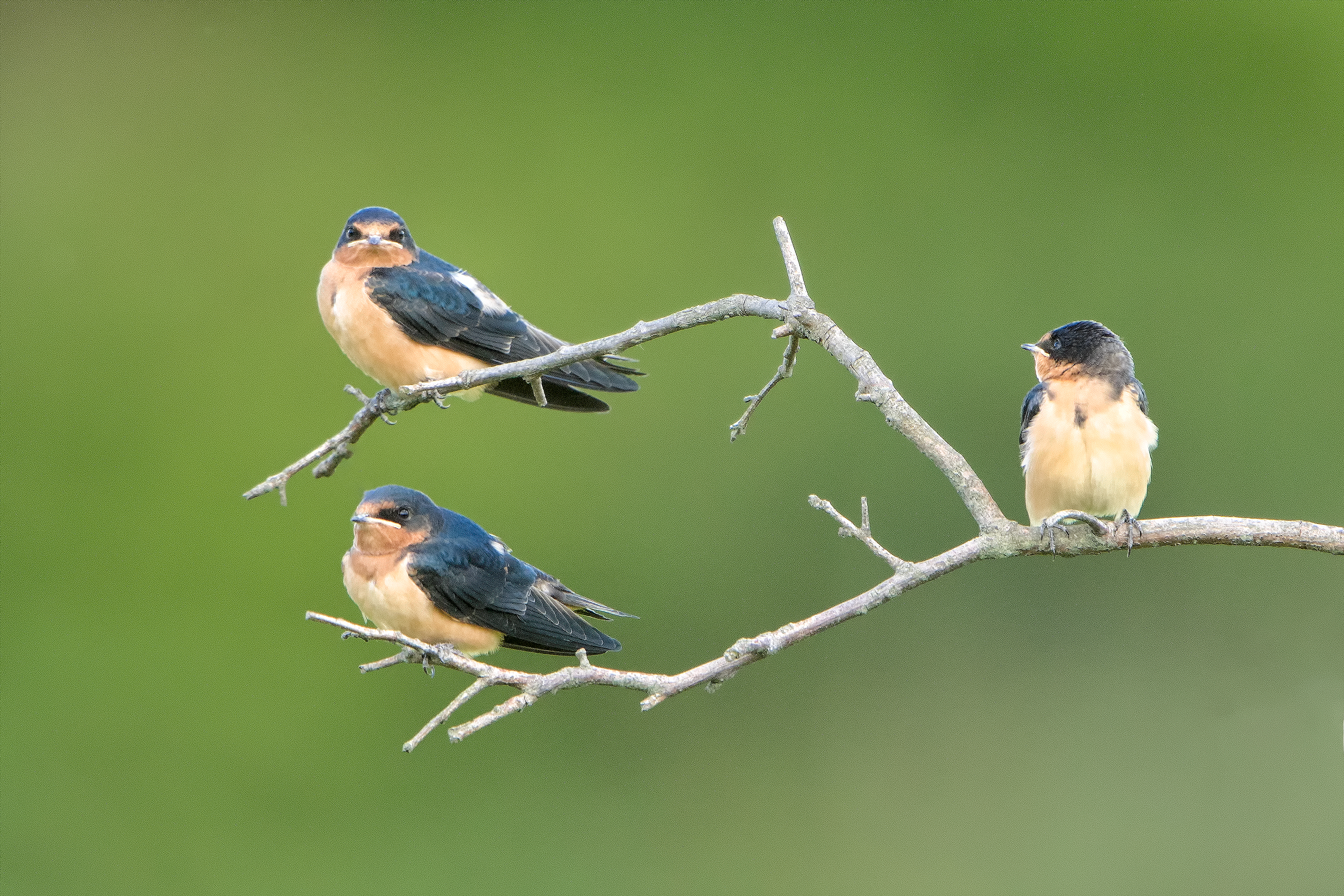 Barn Swallows, not found nesting in Central Park in 1998, were confirmed as breeding in 2008. In 2020, this species was confirmed nesting in all five boroughs of New York City by volunteers for the NY State Breeding Bird Atlas. Photo: Lloyd Spitalnik