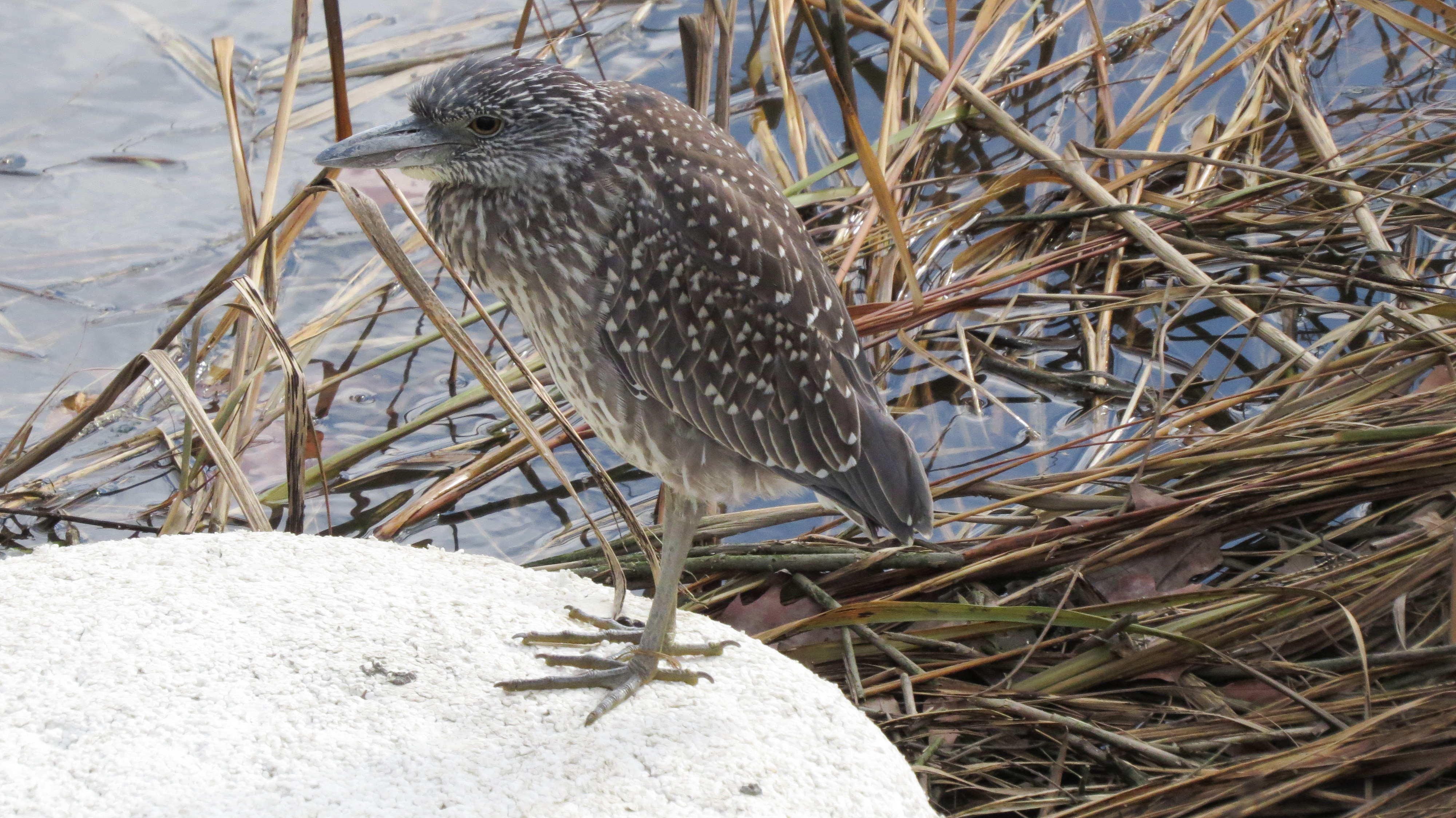 Juvenile Yellow-crowned Night-Heron counted on Randall's Island. Photo: Jennifer Adams