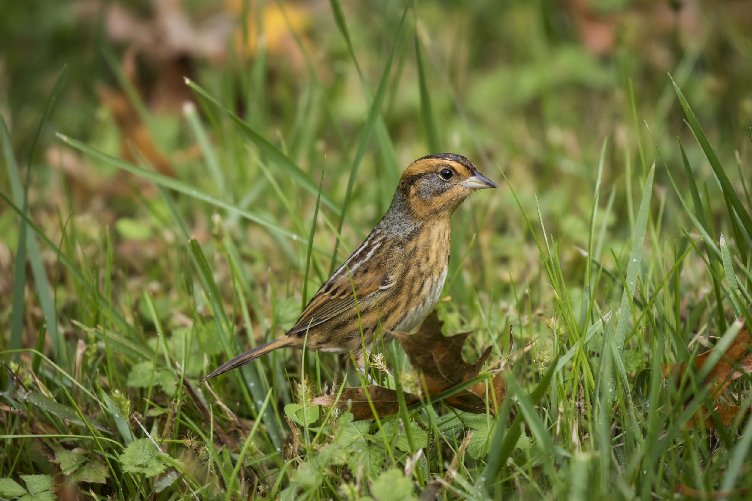 A Nelson’s Sparrow stopped by in Bryant Park. Photo: François Portmann