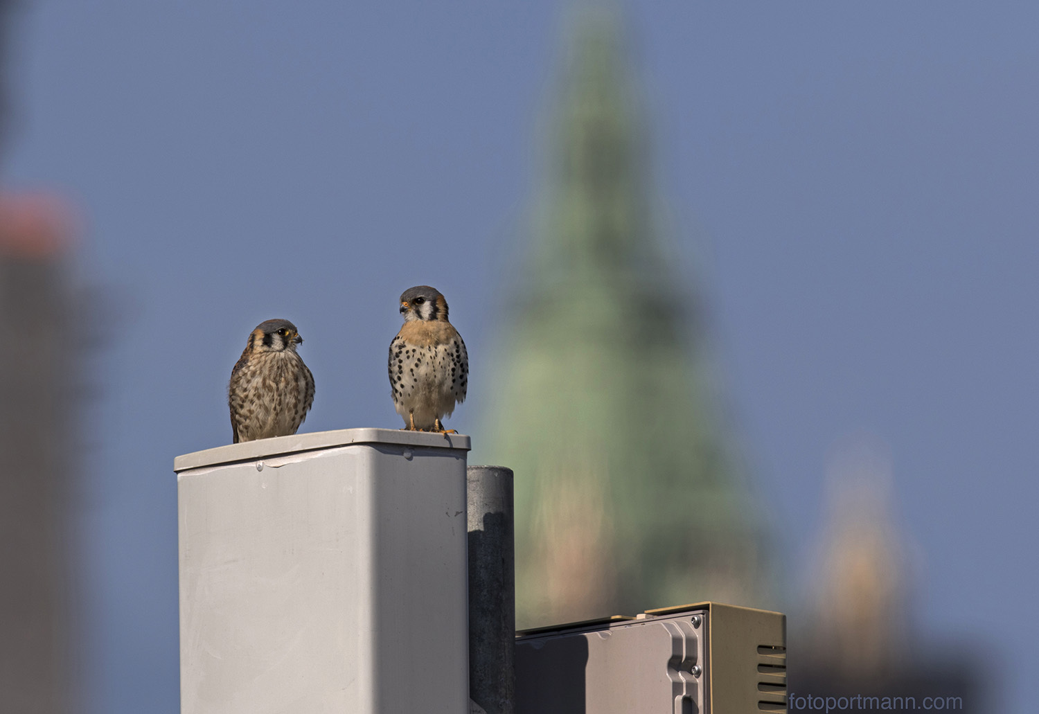 American Kestrels on Nesting Territory. Photo: François Portmann