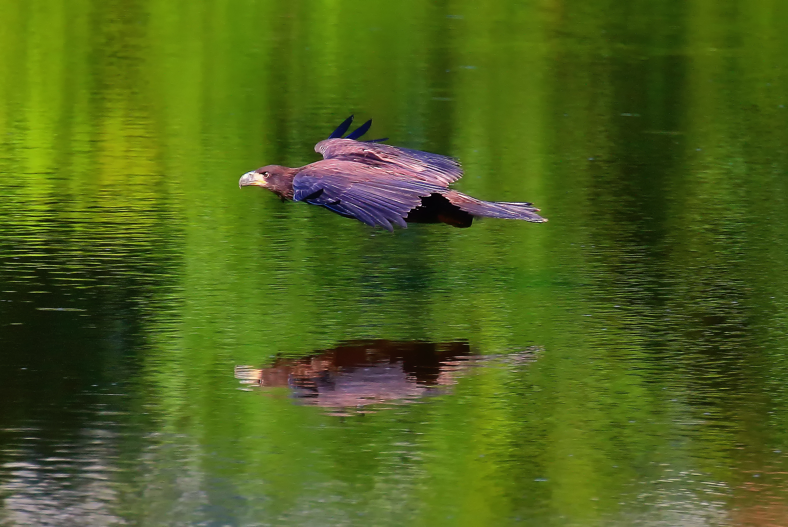 A young Bald Eagle in Mount Loretto. Photo: Lawrence Pugliares