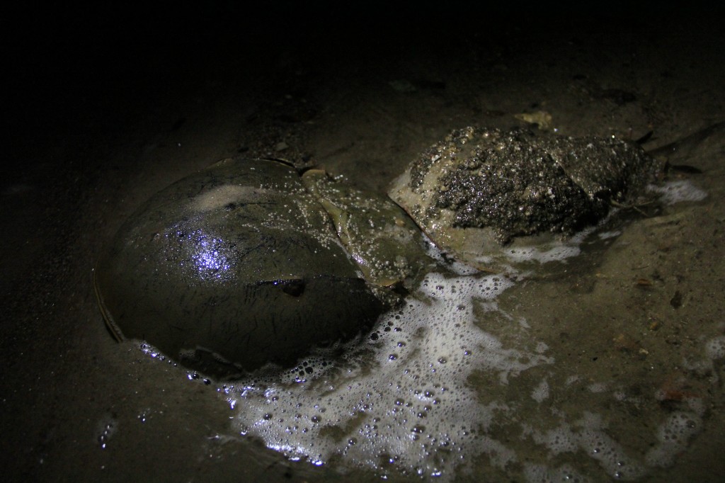 Horseshoe Crabs found at Dead Horse Bay, May 17, 2018. Photo: NYC Bird Alliance