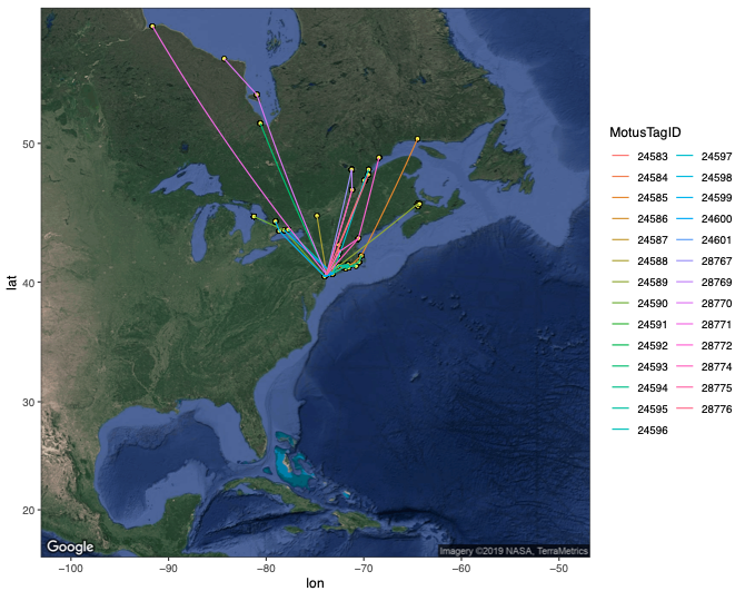 Spring migration tracks of 27 Semipalmated Sandpipers nanotagged in Jamaica Bay in 2017 and 2018. Birds were detected flying inland along the Connecticut River, along the coast of Long Island Sound and Cape Cod, and eventually at locations in Canada including Lake Ontario, the St. Lawrence River, the Bay of Fundy, Ottawa, and Hudson Bay. Photo: NYC Bird Alliance