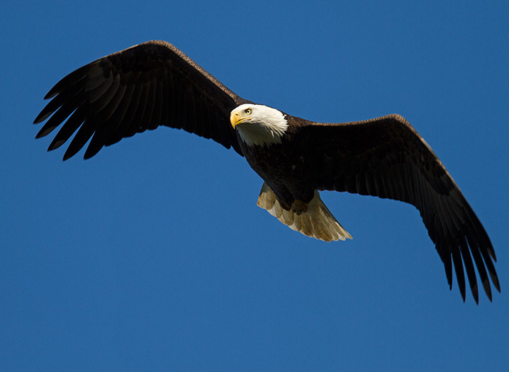 The location of Wave Hill, high above the Hudson, makes it an excellent spot to see raptors like the Bald Eagle. Photo: François Portmann