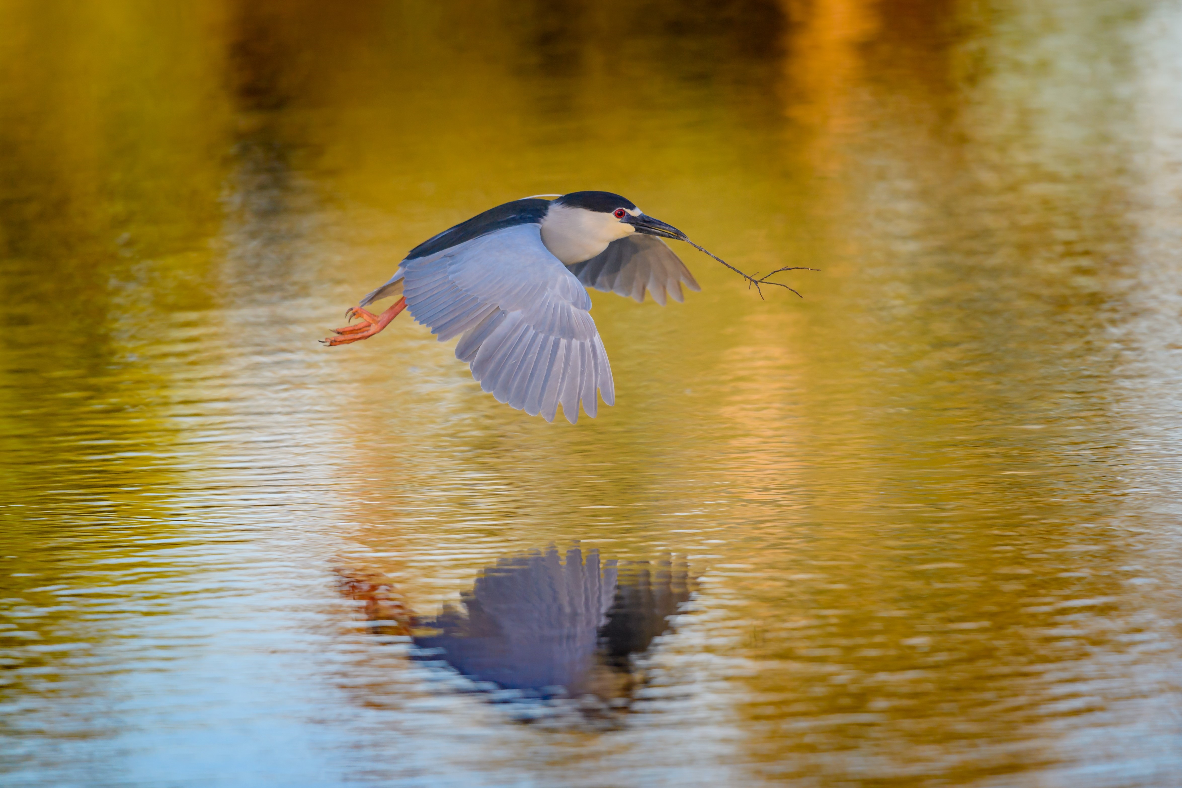 Black-crowned Night-Herons, which nest on nearby South Brother Island, come to forage in Sound View Park. Photo: Diana Robinson/CC BY-NC-ND 2.0
