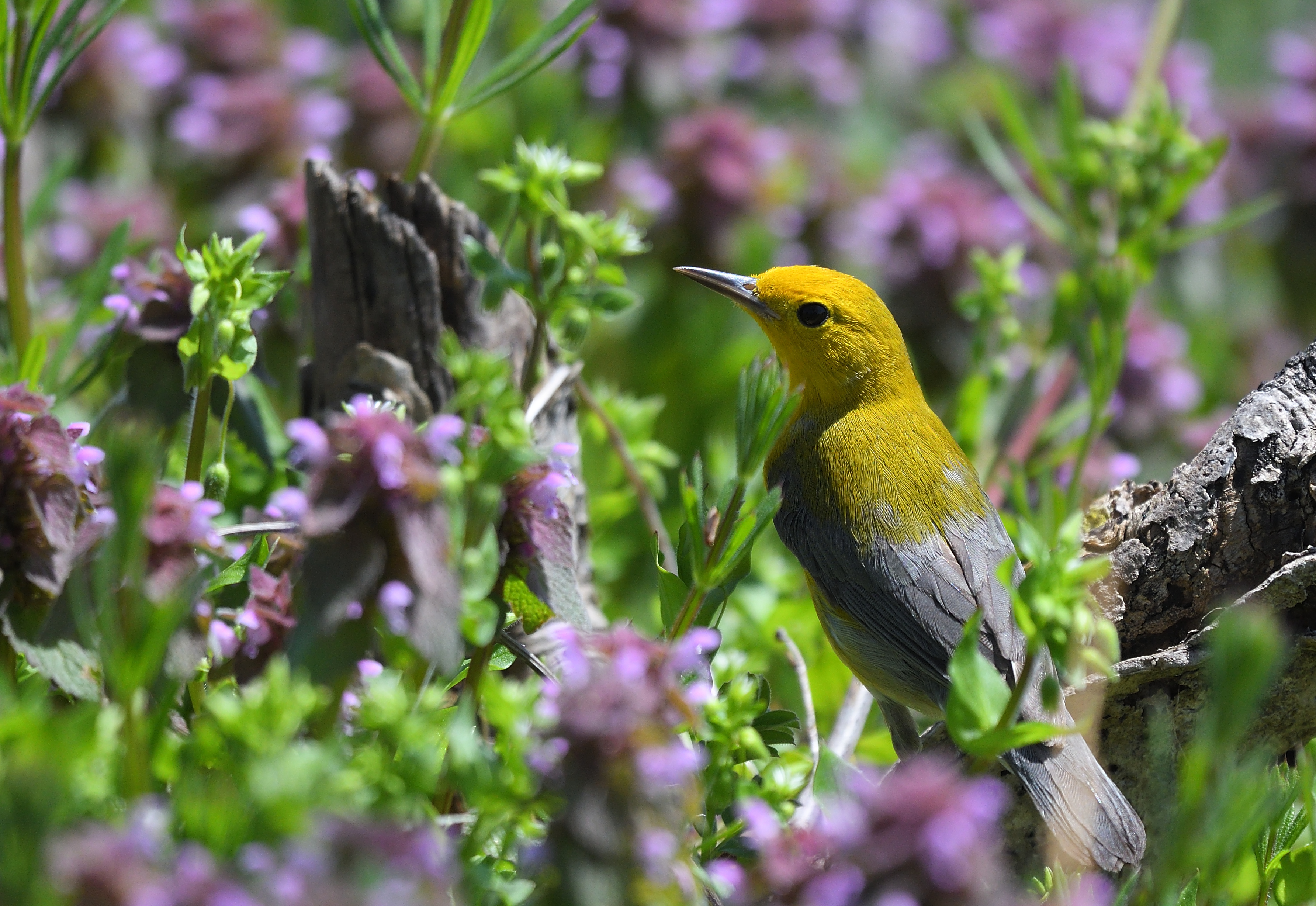 A good variety of migrant songbirds stop by Marine Park Preserve during migration, such as this Prothonotary Warbler. Photo: César A. Castillo