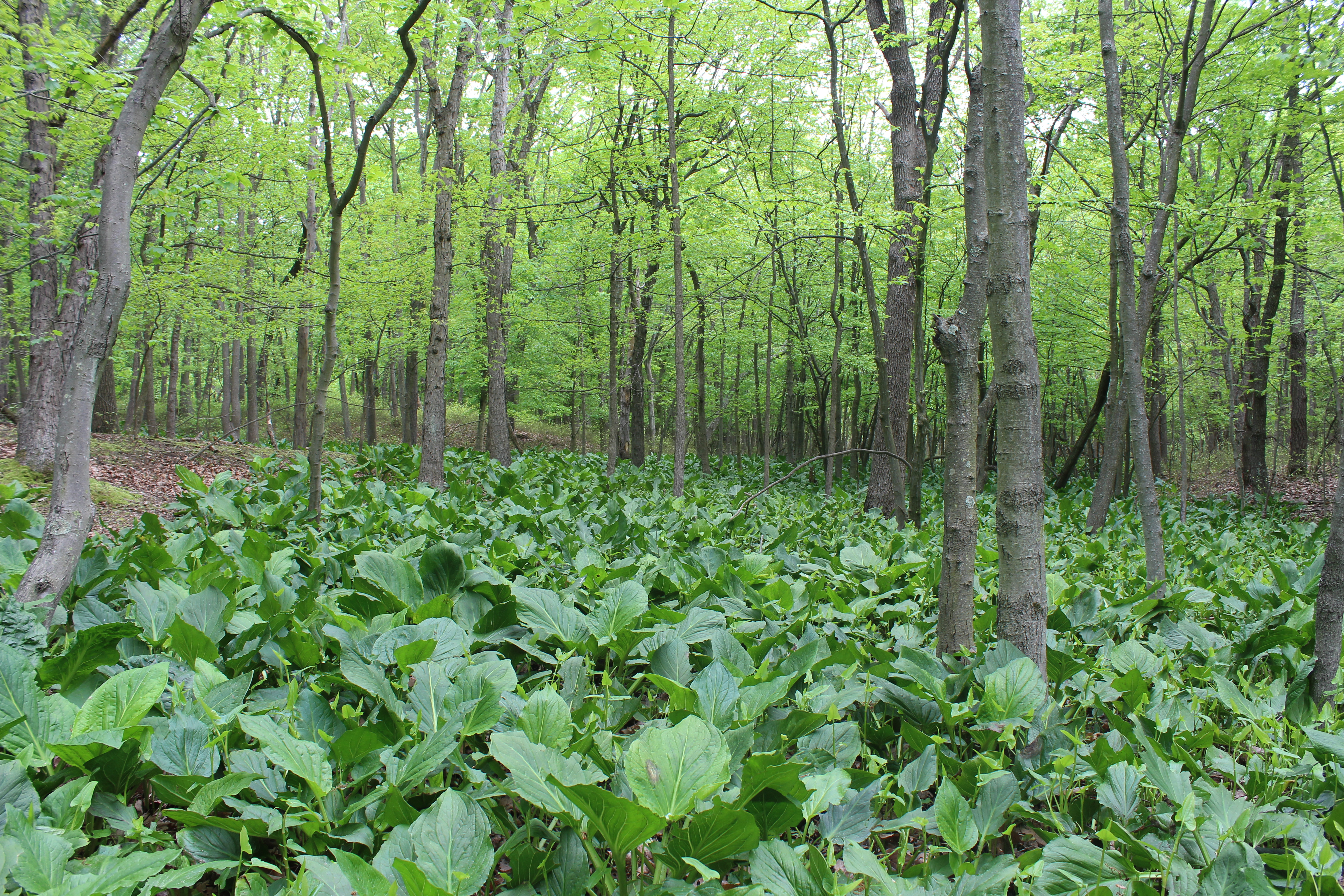 Skunk Cabbage fills Ellis Swamp. Photo: Dave Ostapiuk