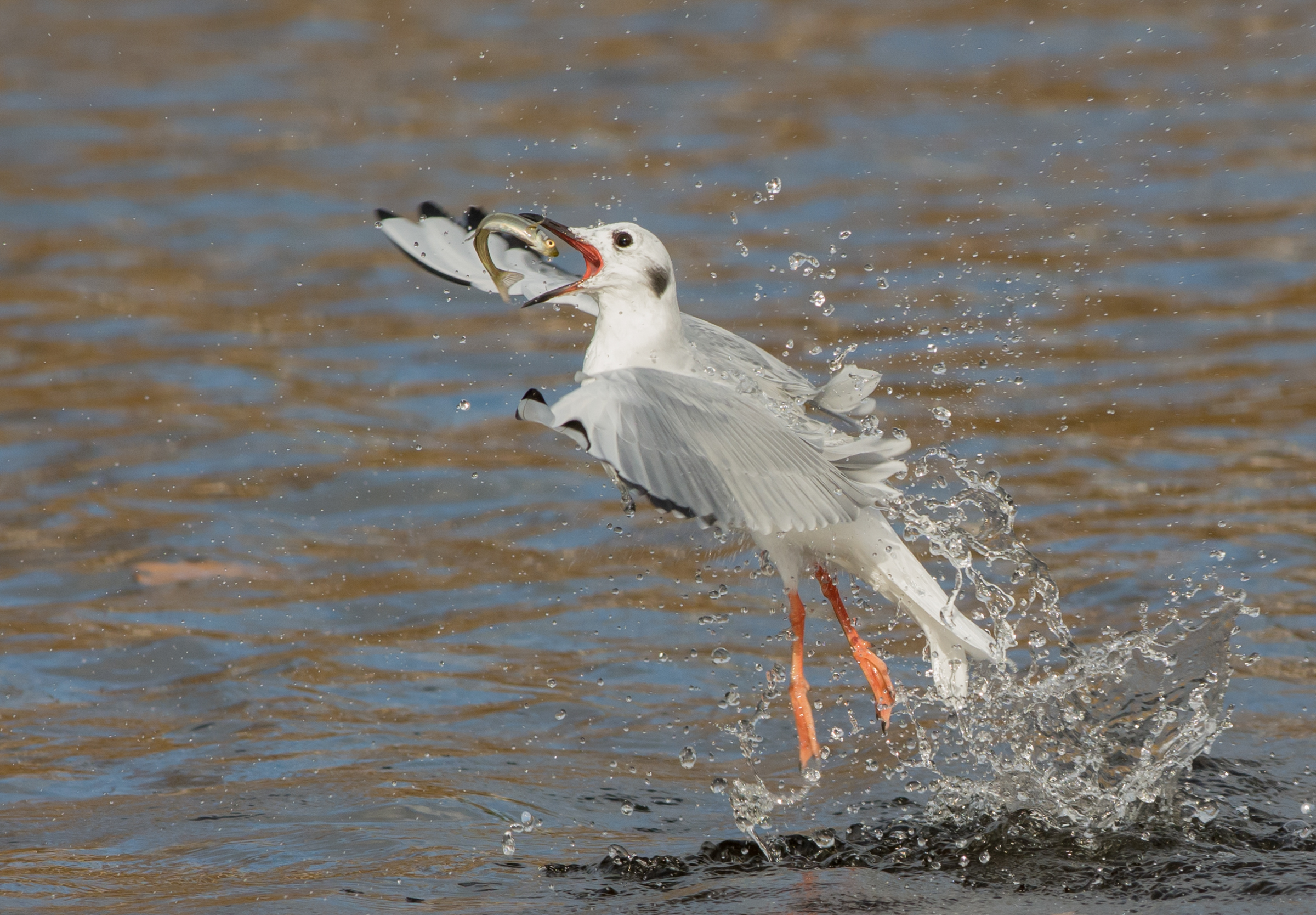 Bonaparte’s Gulls forage in good numbers at off of Coney Island’s beaches. Photo: Peggy Scanlan/Audubon Photography Awards