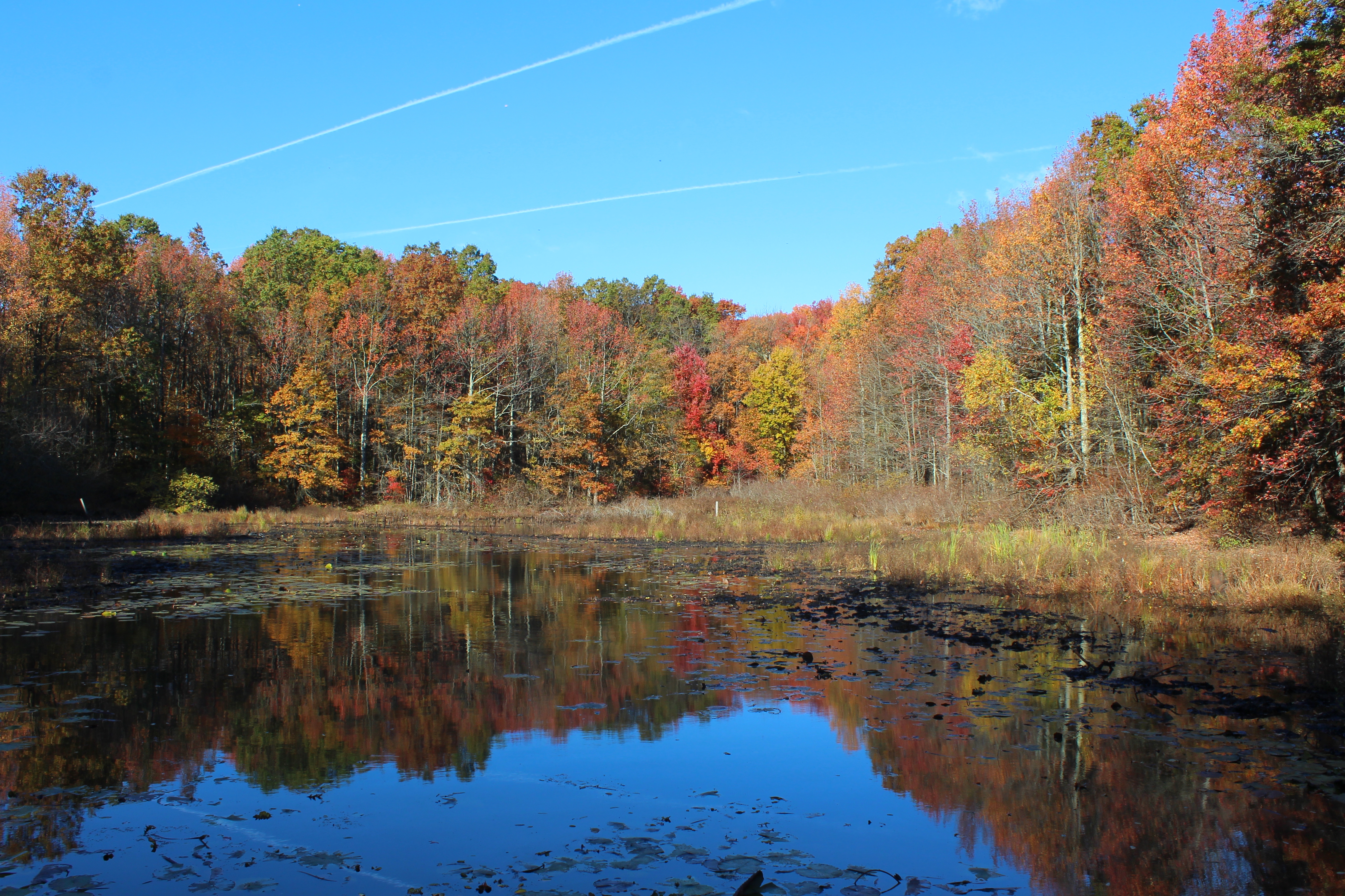 Blue Heron Pond. Photo: Dave Ostapiuk