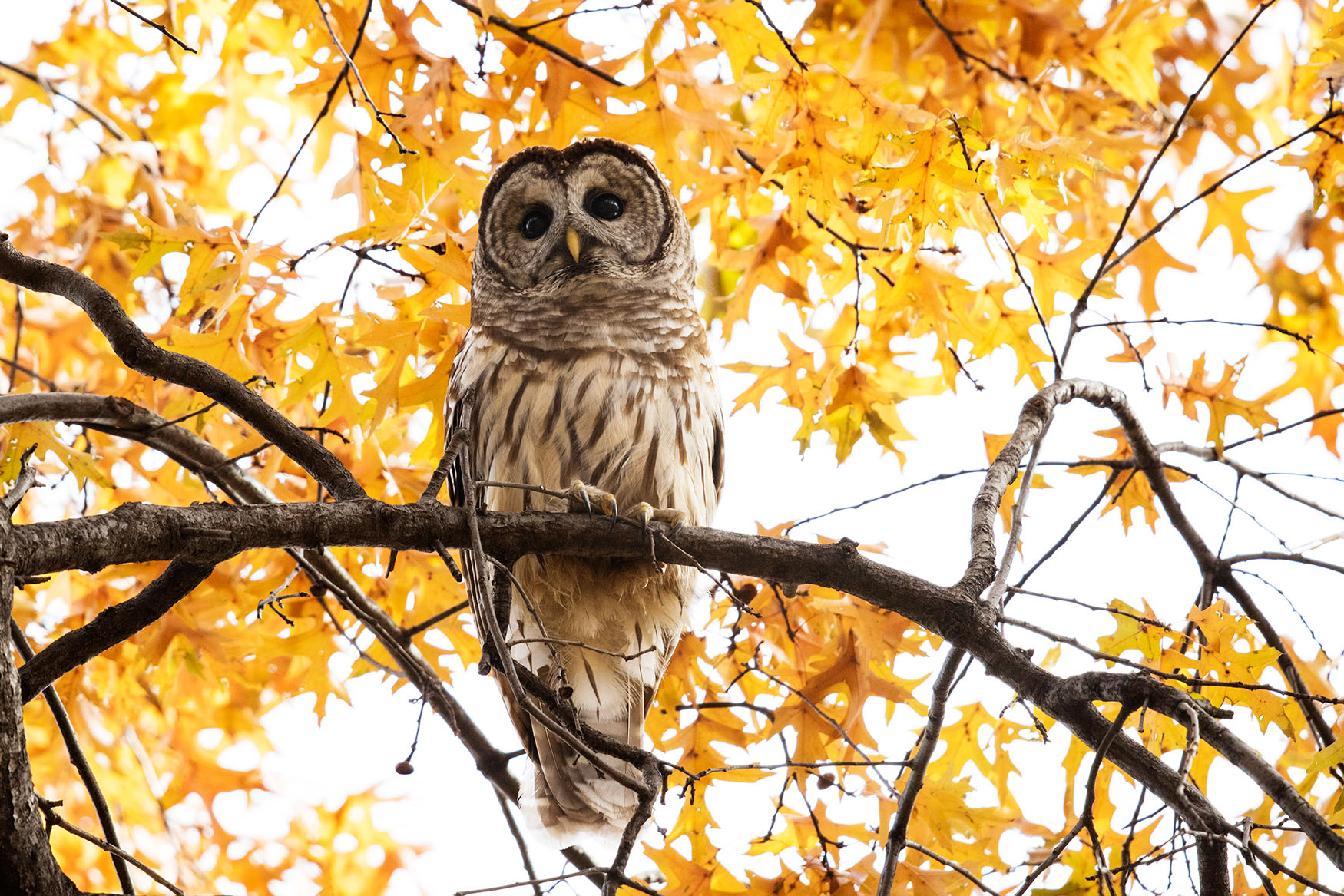 Often one or two Barred Owls winter in Central Park. Photo: François Portmann