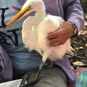 A fledgling Great Egret banded on South Brother Island in the Bronx. Photo: NYC Bird Alliance