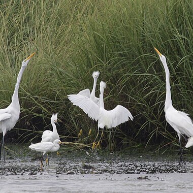 Great and Snowy Egrets display during breeding season in the Jamaica Bay Wildlife Refuge, Queens. Photo: <a href="https://www.facebook.com/don.riepe.14" target="_blank" >Don Riepe</a>