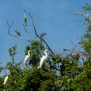 The Hoffman Island nesting colony includes Great and Snowy Egrets and Black-crowned Night-Herons, seen above, as well as Glossy Ibis, Double-crested Cormorants, and Great Black-backed and Herring Gulls. Photo: NYC Bird Alliance