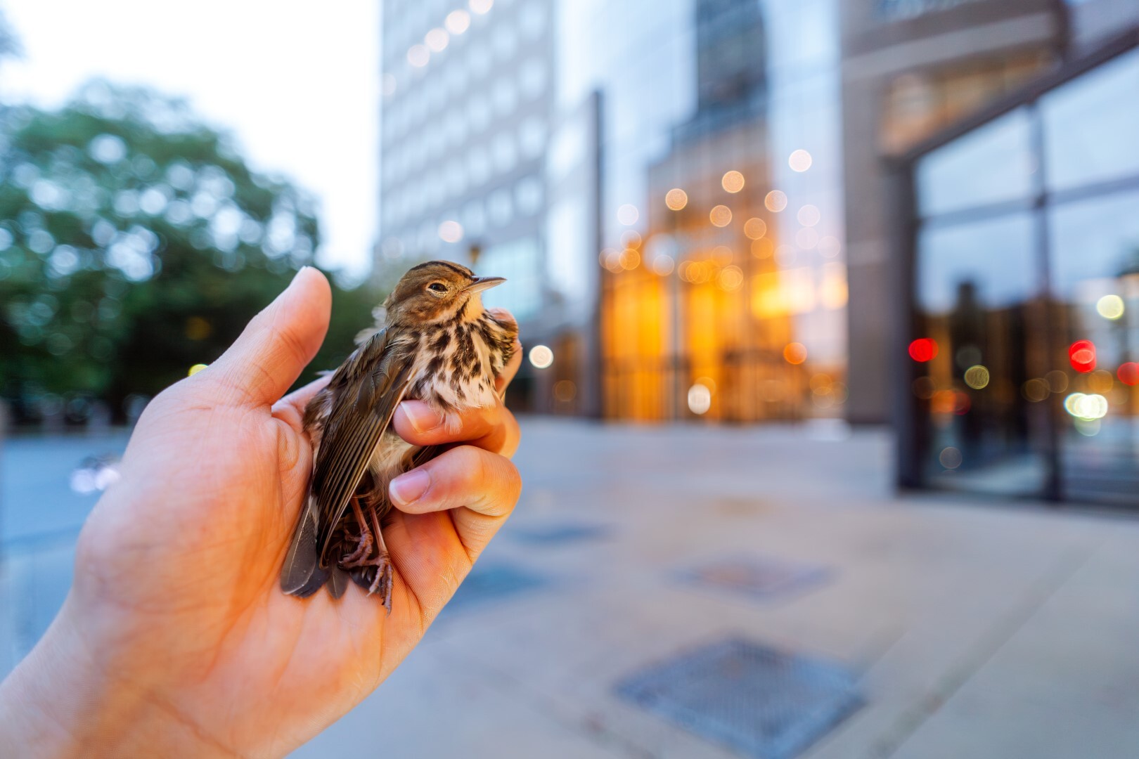 NYC Bird Alliance Project Safe Flight volunteer holds a stunned Ovenbird who had collided with a building. Photo: Winston Qin