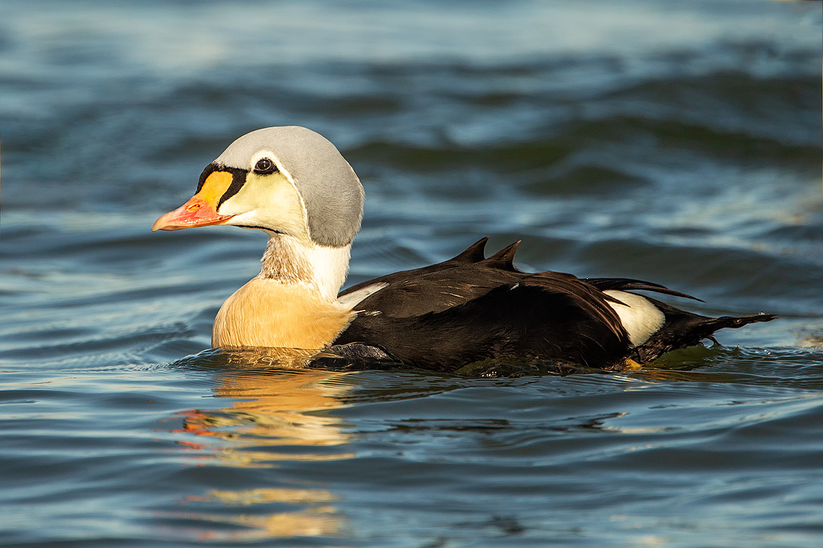 King Eider. Photo: Lloyd Spitalnik