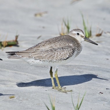 Outside breeding season (September to April, roughly), Red Knots sometimes go unnoticed, as they are not “red”! Red Knots are seen in our area during the wintertime, when the weather is mild. <a href="https://www.flickr.com/photos/wingnutforever/49702047101/" target="_blank" >Photo</a>: OHFalcon72/<a href="https://creativecommons.org/licenses/by-nc-nd/2.0/" target="_blank" >CC BY-NC-ND 2.0</a>