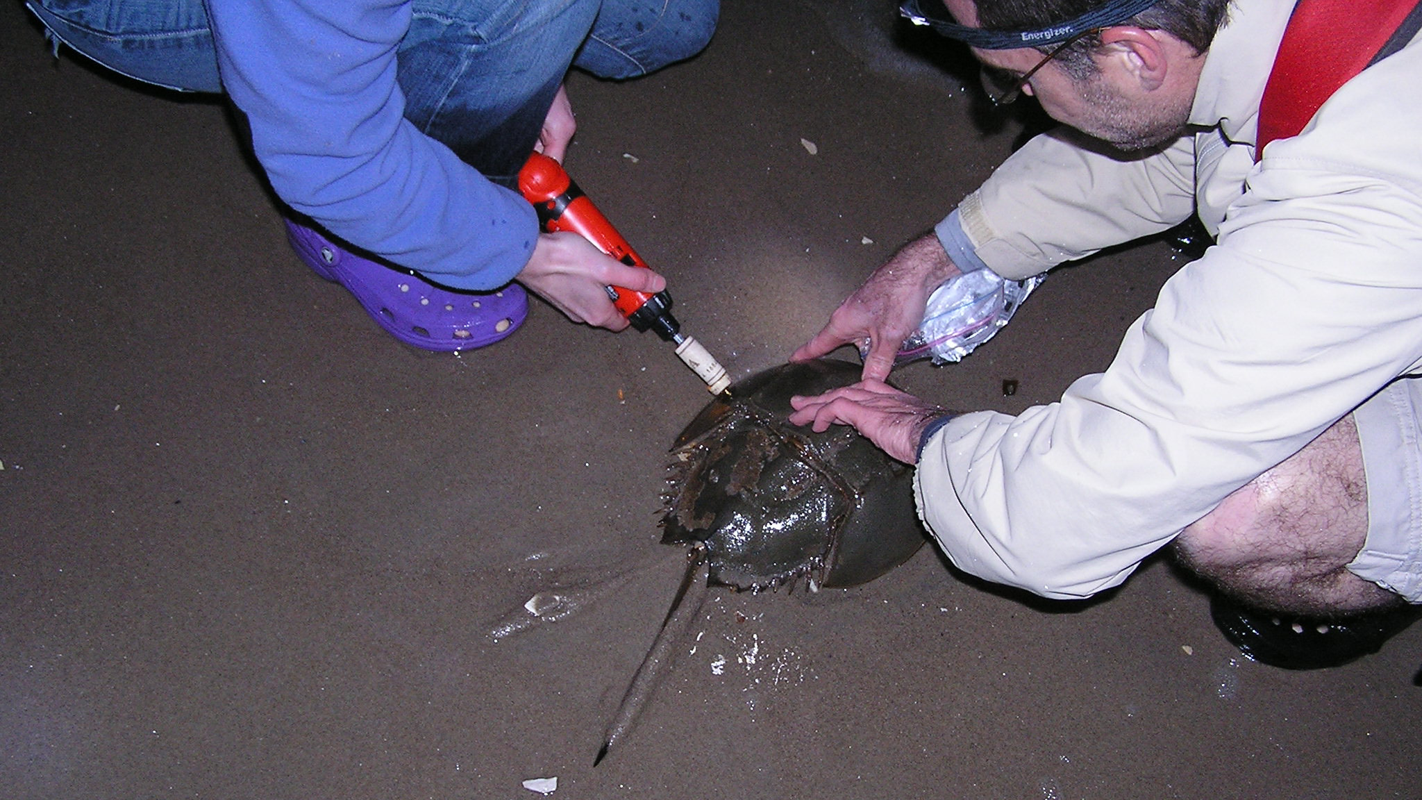 Volunteers participate in Horseshoe Crab Tagging at Plumb Beach, Brooklyn. Photo: NYC Bird Alliance