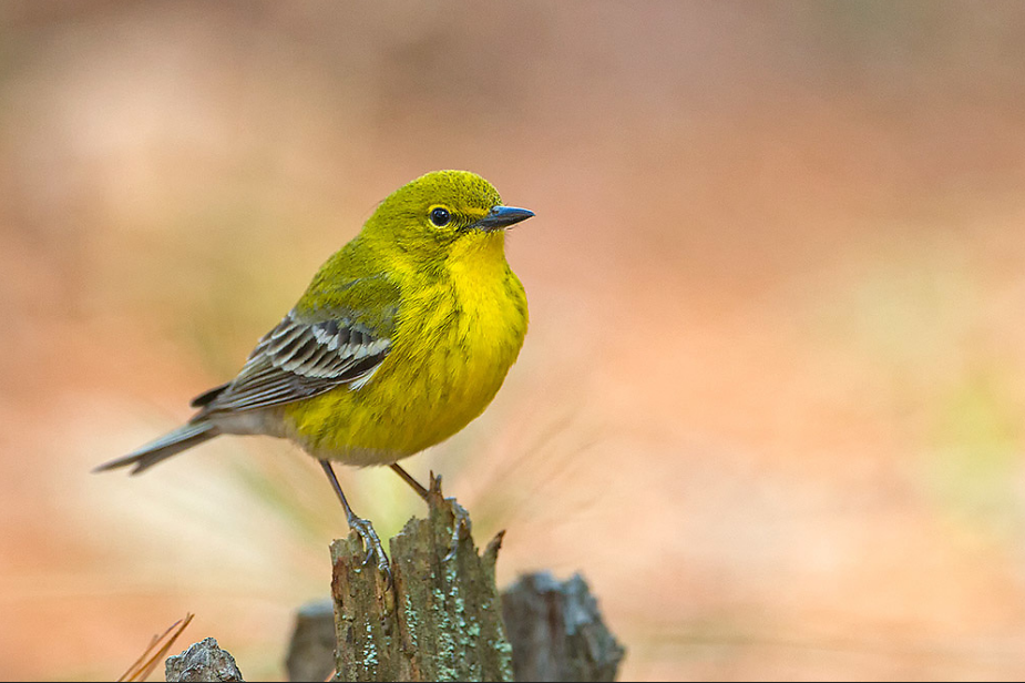 Pine Warbler. Photo: Lloyd Spitalnik