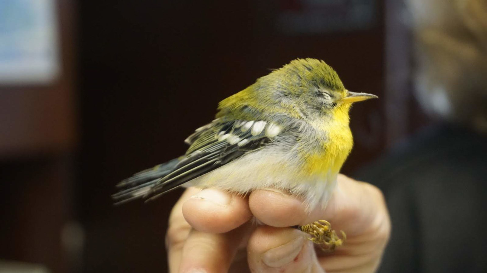 A stunned Northern Parula, a songbird that collided with a building in Manhattan’s Flatiron neighborhord and was found by a Project Safe Flight Collisions monitor in Fall 2019. Photo: NYC Bird Alliance