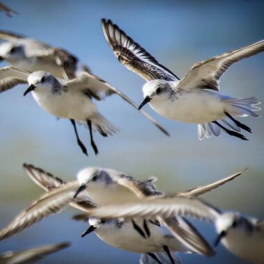 While some North American Sanderlings “only” migrate several thousand miles, from breeding grounds on the tundra to the East Coast of the U.S., others may migrate more than 10,000 miles, to the southern cone of South America. <a href="https://www.flickr.com/photos/photommo/26313102670/" target="_blank" >Photo</a>: Thomas James Caldwell/<a href="https://creativecommons.org/licenses/by-sa/2.0/" target="_blank" >CC BY-SA 2.0</a>