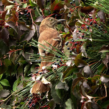 A Brown Thrasher feeds on native Virginia Creeper berries. Photo: <a href="https://www.instagram.com/paulawaldron/" target="_blank">Paula Waldron</a>
