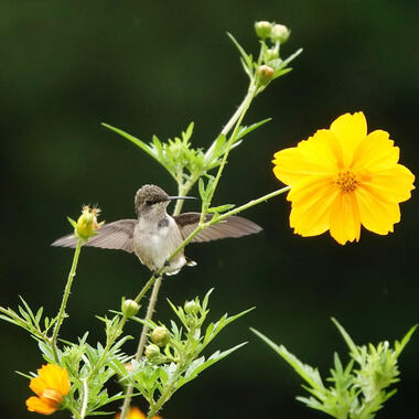 A Ruby-throated Hummingbird feeds in the Heather Garden of Fort Tryon Park. Photo: <a href="https://www.instagram.com/paulawaldron/" target="_blank">Paula Waldron</a>
