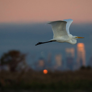 New York City Birding Resources Tips Guides NYC Bird Alliance