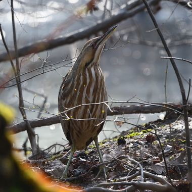 An American Bittern visits Cunningham Park. Photo: César A. Castillo