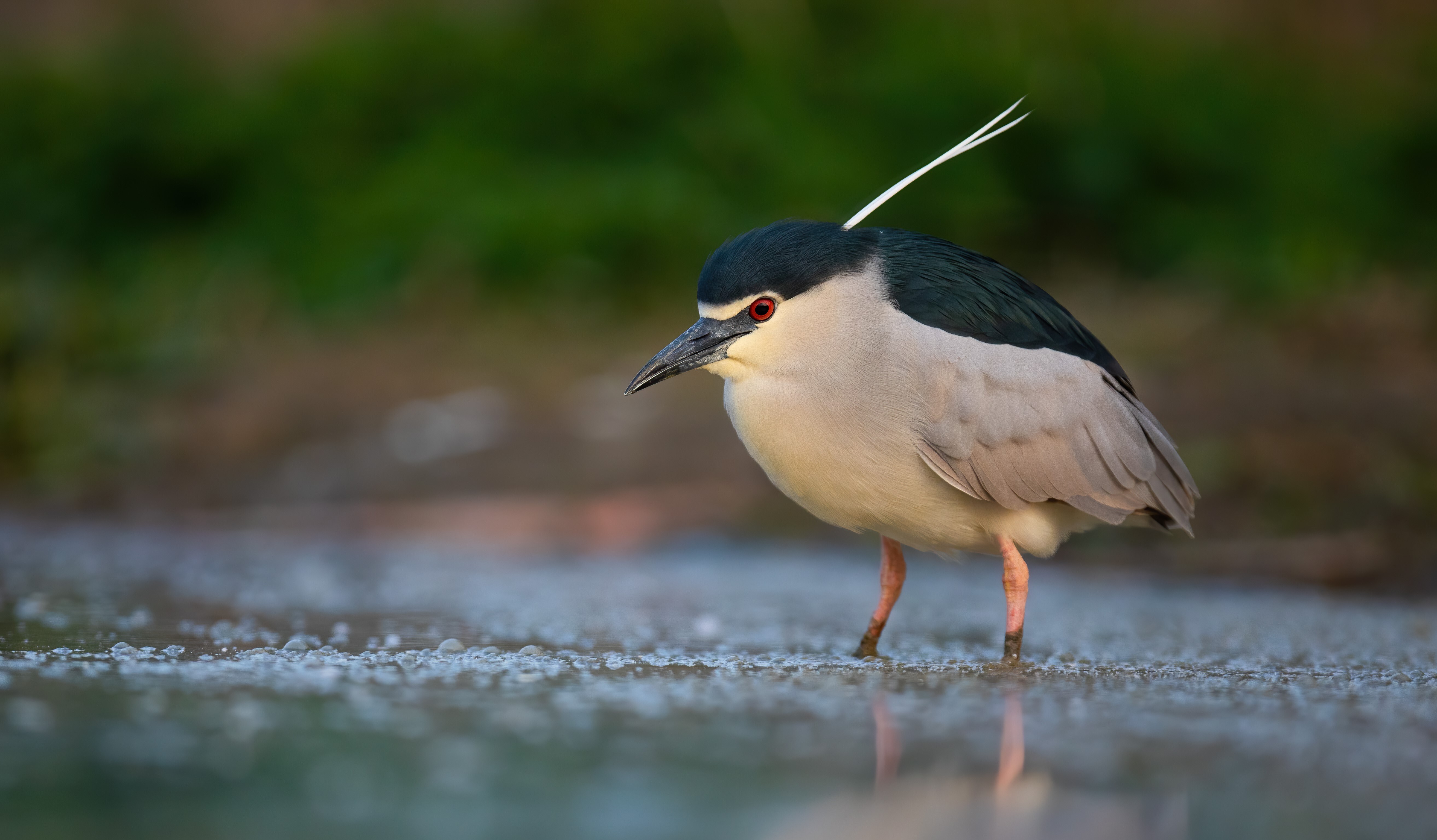 This “grumpy” Black-crowned Night Heron demonstrates its signature hunting pose, a motionless stance for ambushing fish in shallow waters. Photo: WildMedia