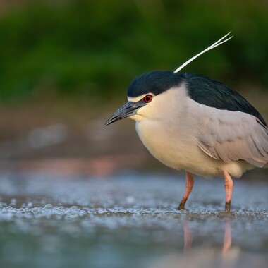 A Black-crowned Night Heron wades in shallow water. Photo: WildMedia/Adobe